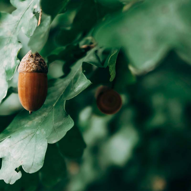 Acorn Integrative